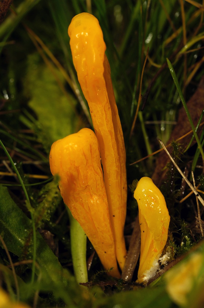Clavulinopsis helveola, Yellow Club